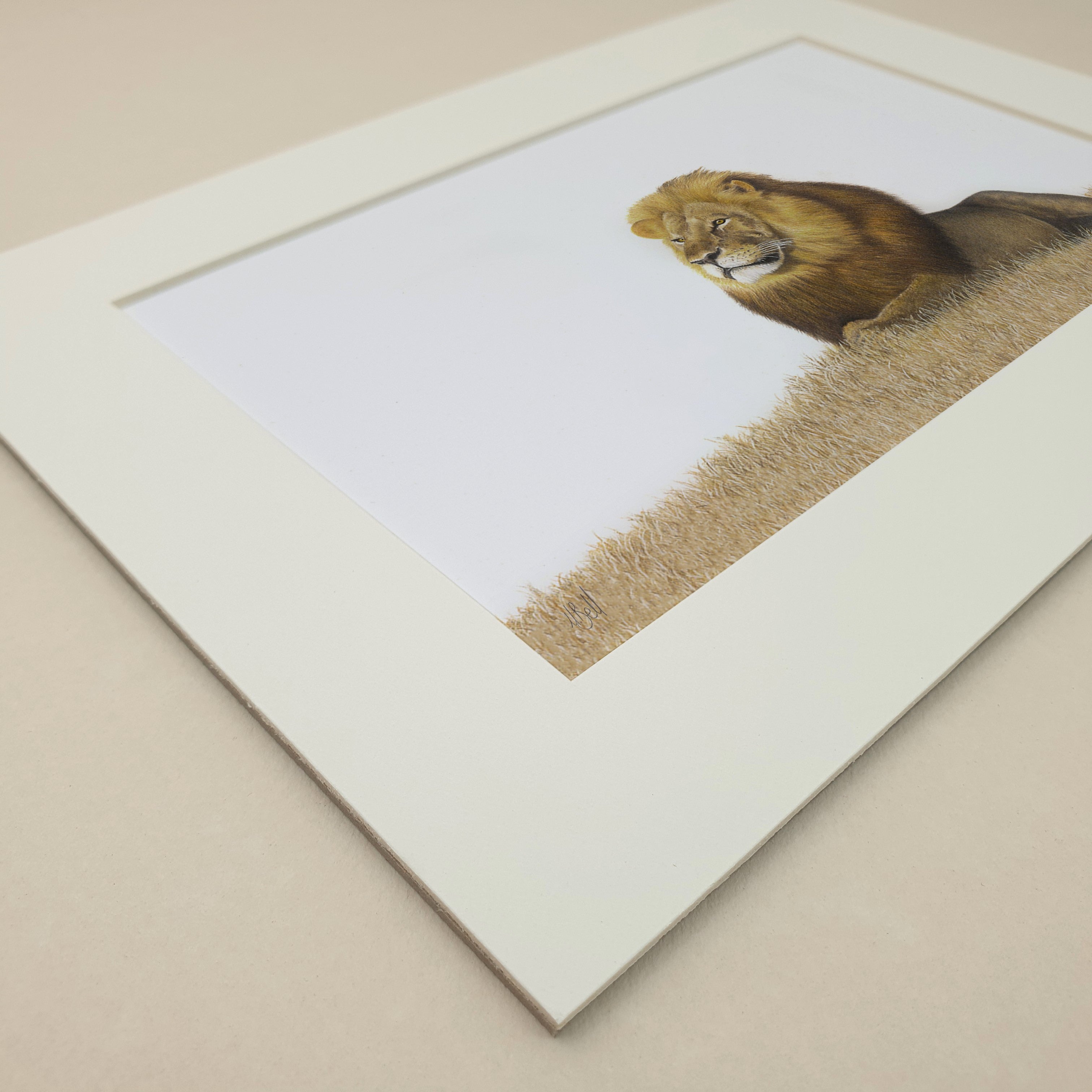 Male lion pencil art print by Matthew Bell