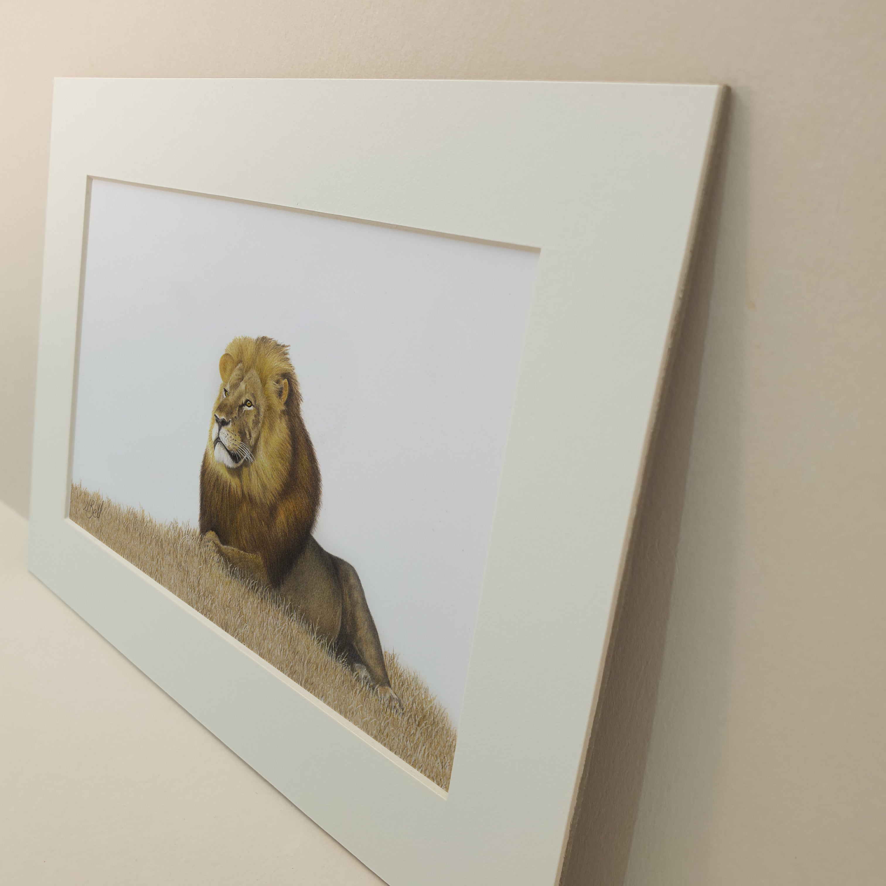 Male lion pencil art print by Matthew Bell