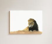 Male Lion drawing on canvas by South African wildlife artist Matthew Bell