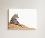 Leopard drawing on canvas by South African wildlife artist Matthew Bell