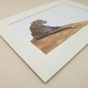 Leopard lying on a mound in the Sabi Sabi game reserve