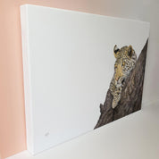 Leopard in a marula tree African wildlife art on canvas