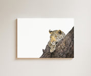Leopard in a Marula Tree drawing on canvas by South African wildlife artist Matthew Bell