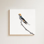 Lesser Striped Swallow drawing on canvas by South African wildlife artist Matthew Bell