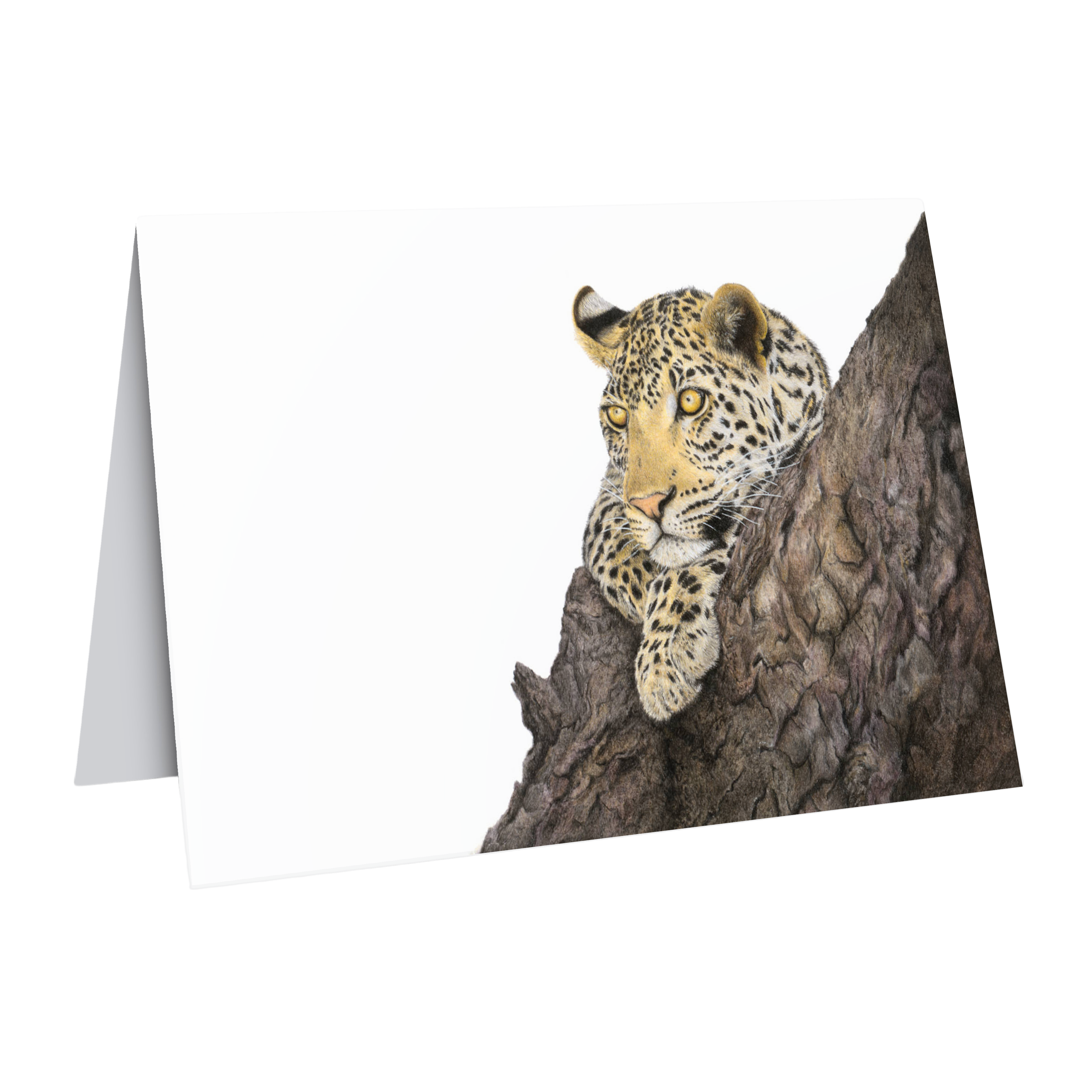 Leopard gift card wildlife pencil drawing by Matthew Bell