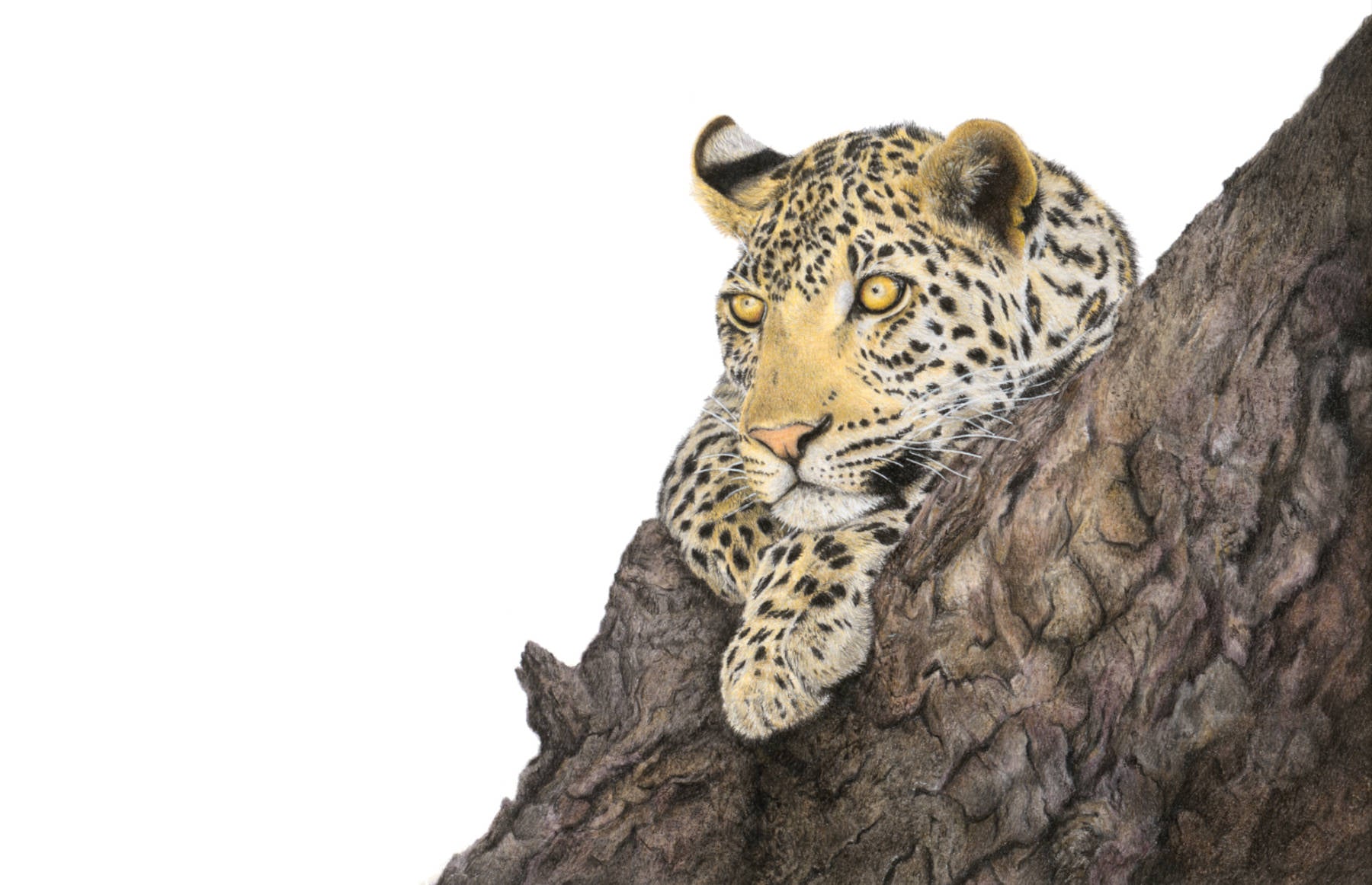 Stretched canvas print on a wooden frame by South African wildlife artist Matthew Bell of a Leopard