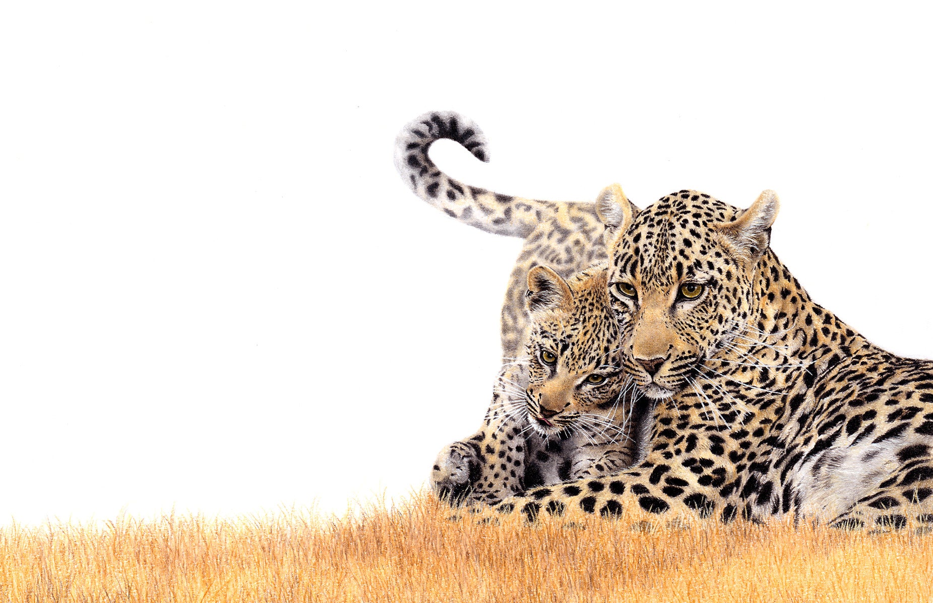 Stretched canvas print on a wooden frame by South African wildlife artist Matthew Bell of a Leopard mother and cub