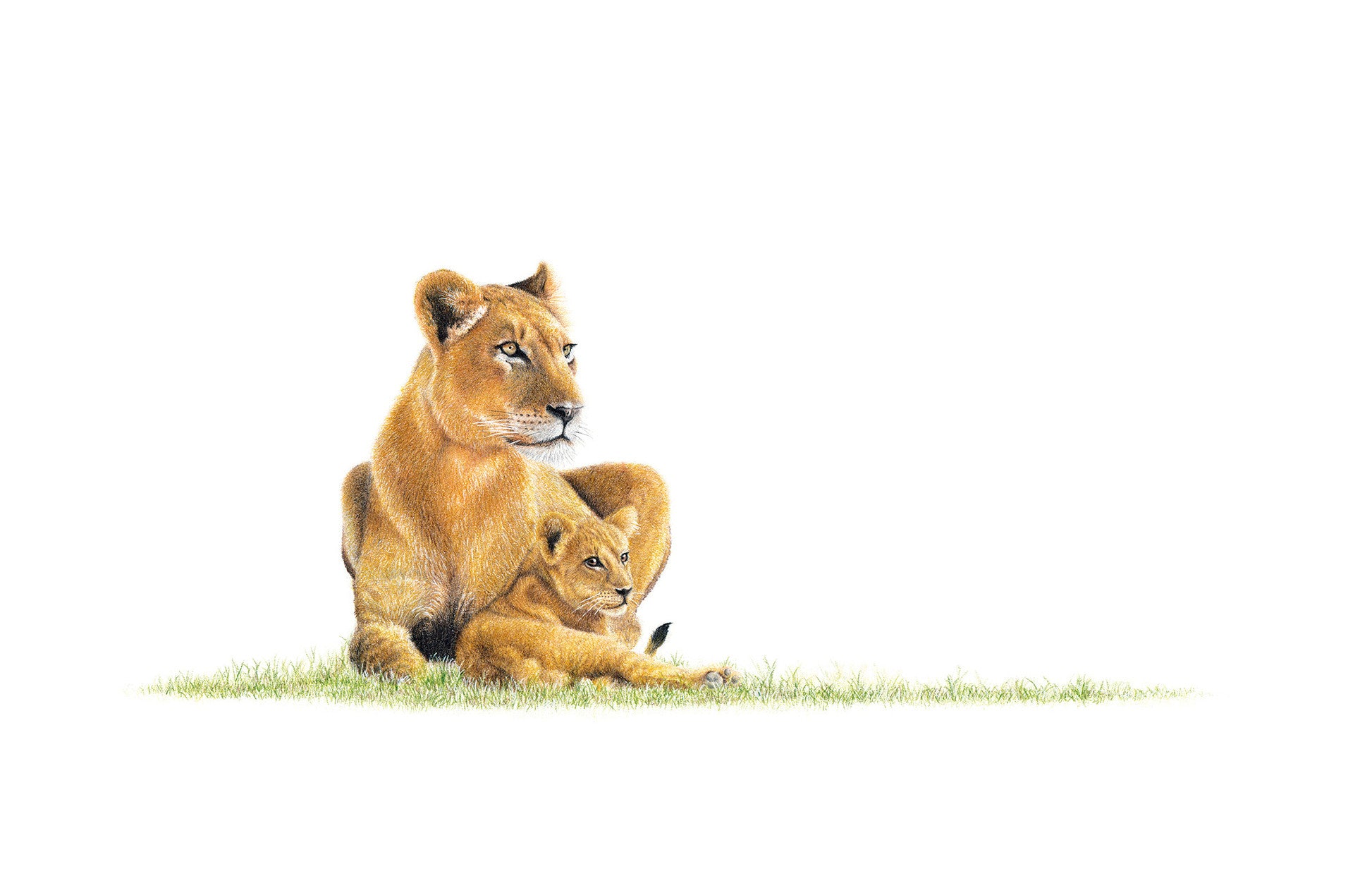 Stretched canvas print on a wooden frame by South African wildlife artist Matthew Bell of a Lioness with a cub