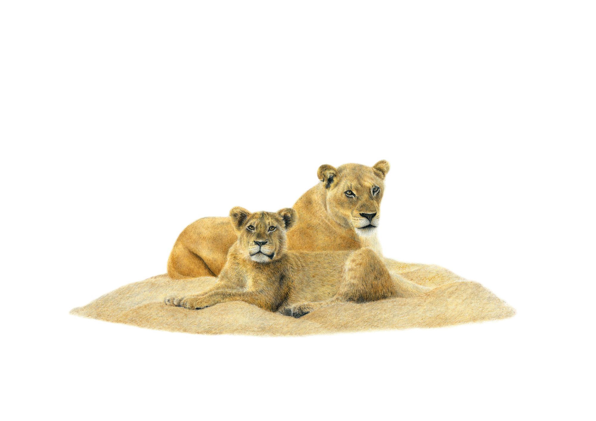 Matthew Bell wildlife South African art canvas artwork of two lions in the Sabi Sands game reserve