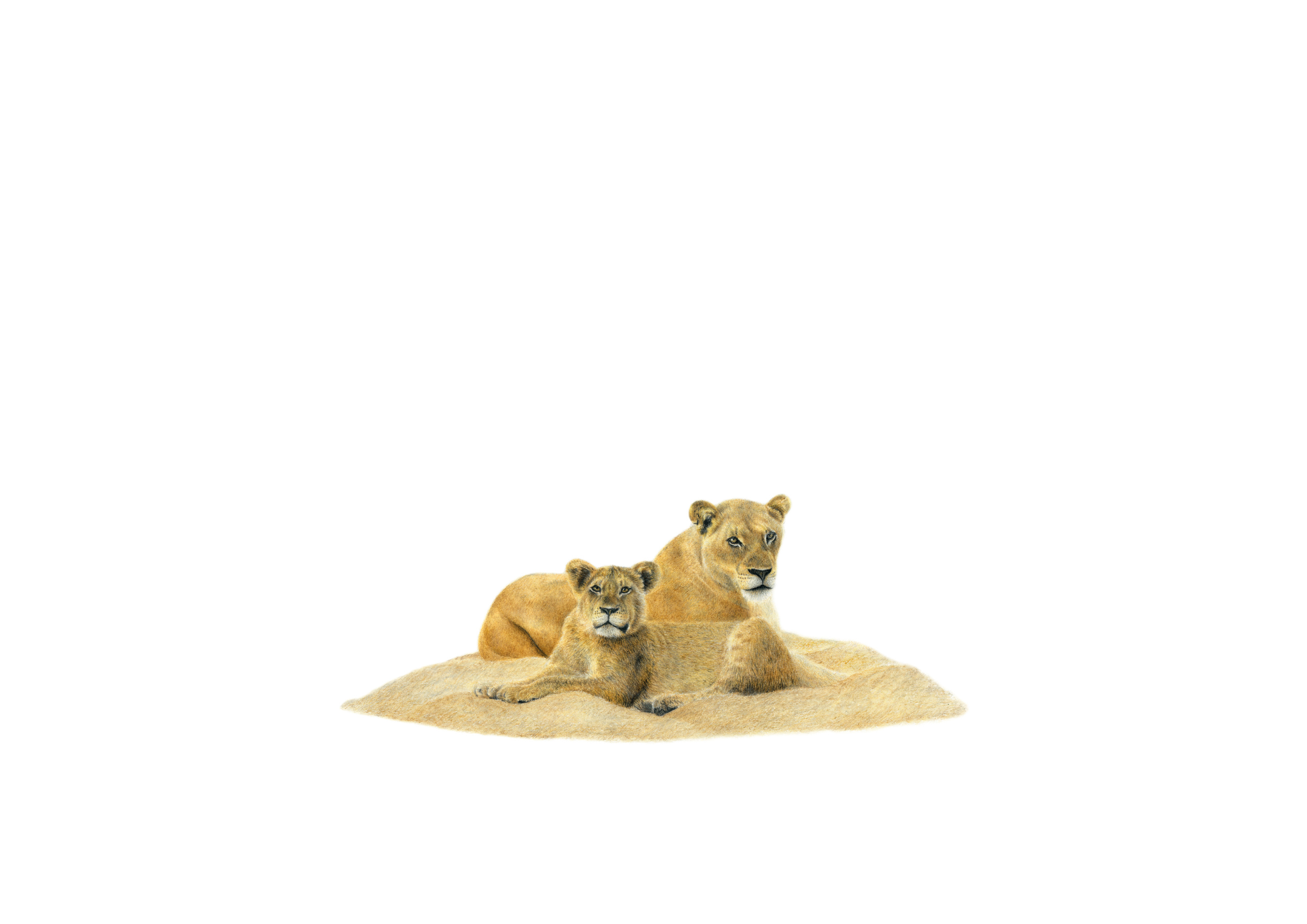 Original artwork pencil drawing of a lioness and juvenile by South African wildlife artist Matthew Bell on Fabriano Academia paper
