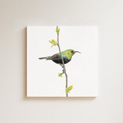 Marico Sunbird drawing on canvas by South African wildlife artist Matthew Bell