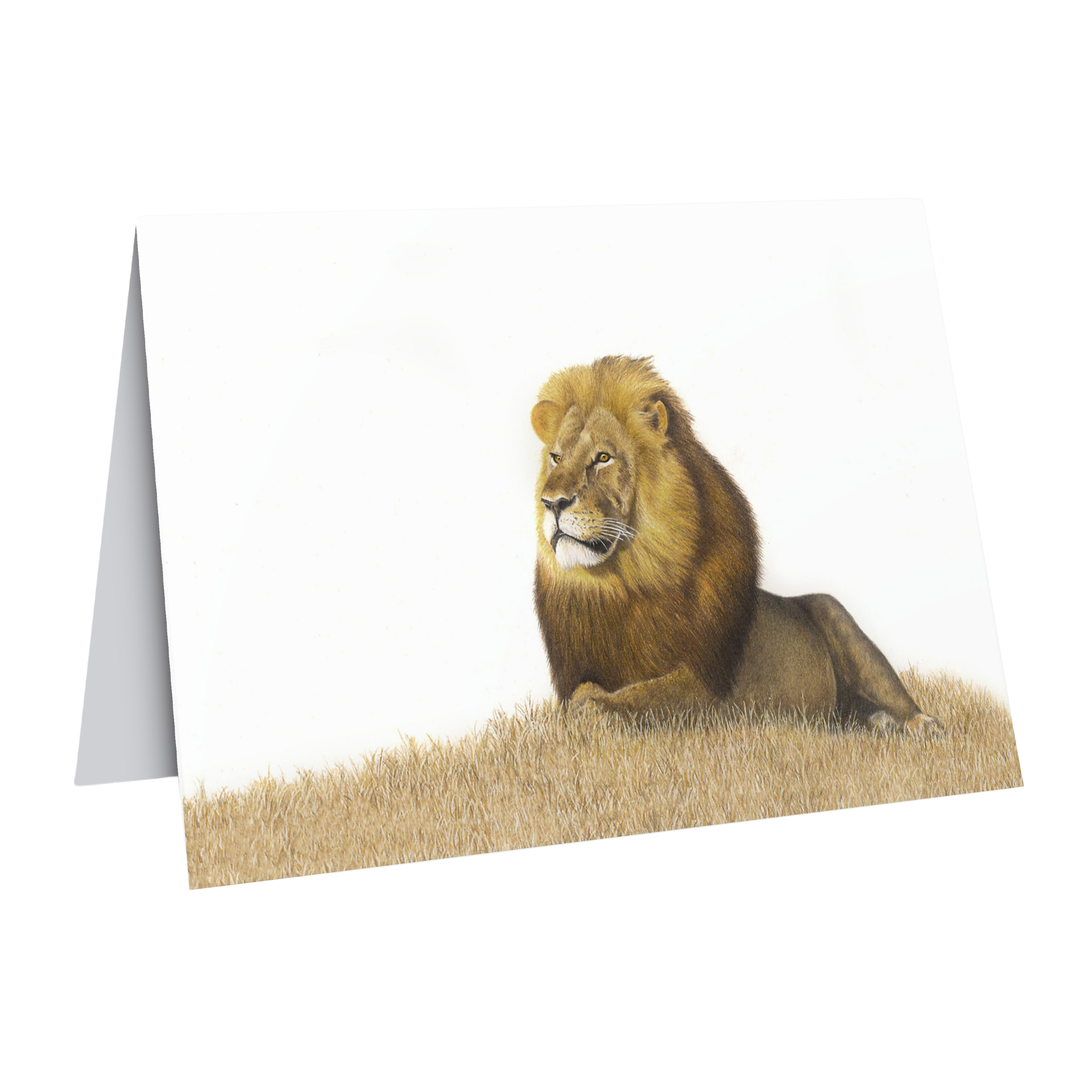 Beautiful fine art South African nature wildlife greeting card of a Male Lion