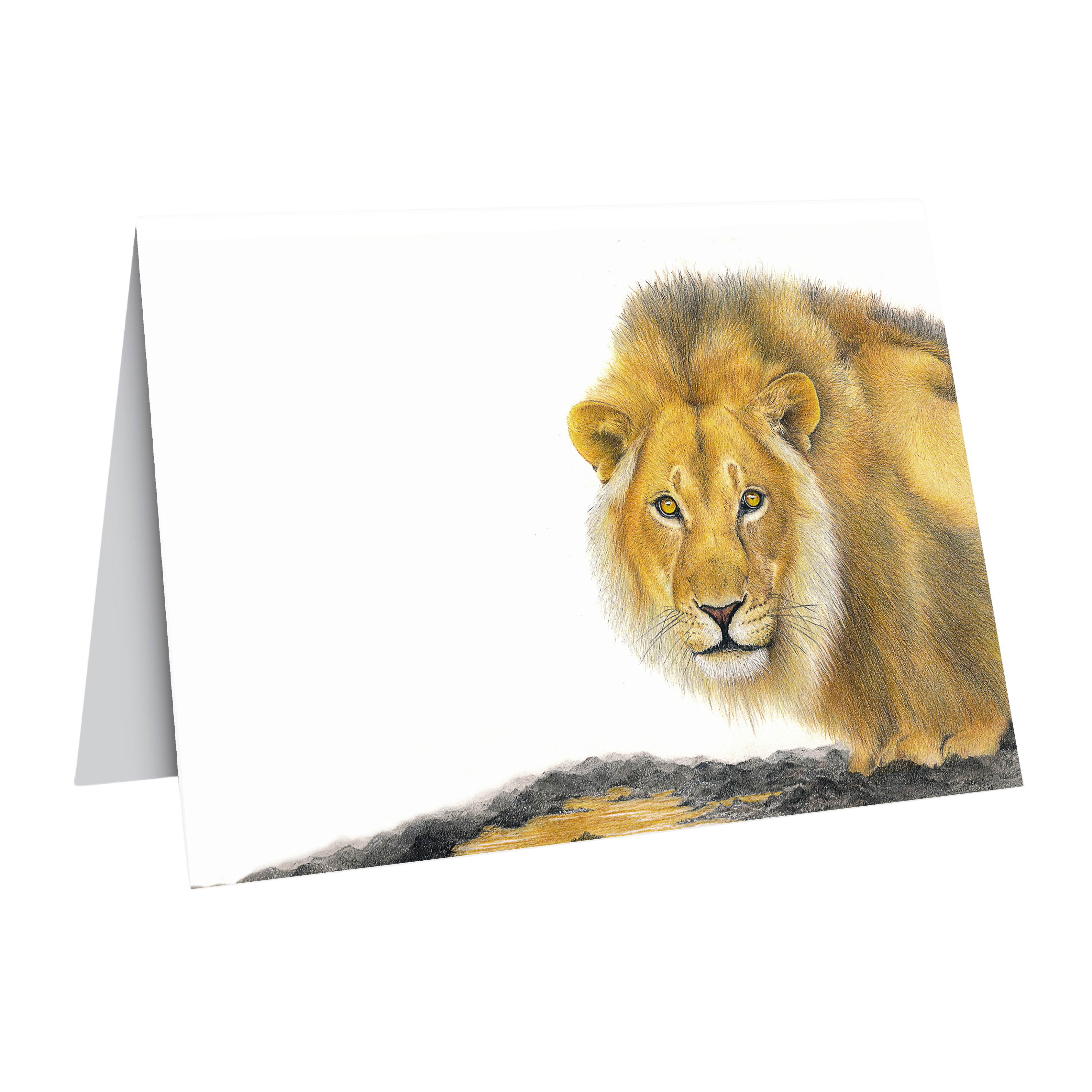 Male lion in South Africa gift card