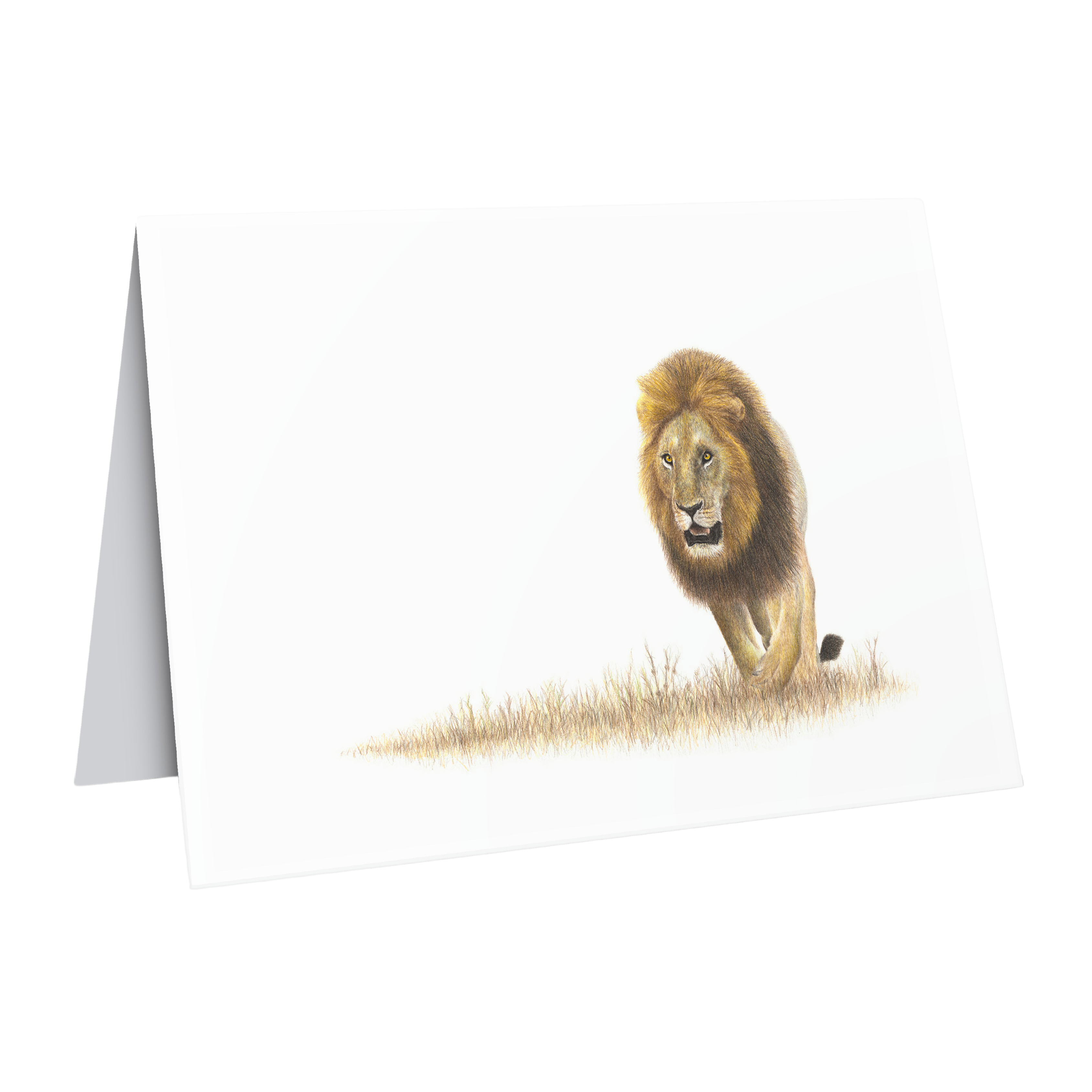 Beautiful fine art South African nature wildlife greeting card of a Male lion in the Kruger Park