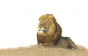 Stretched canvas print on a wooden frame by South African wildlife artist Matthew Bell of a Male Lion