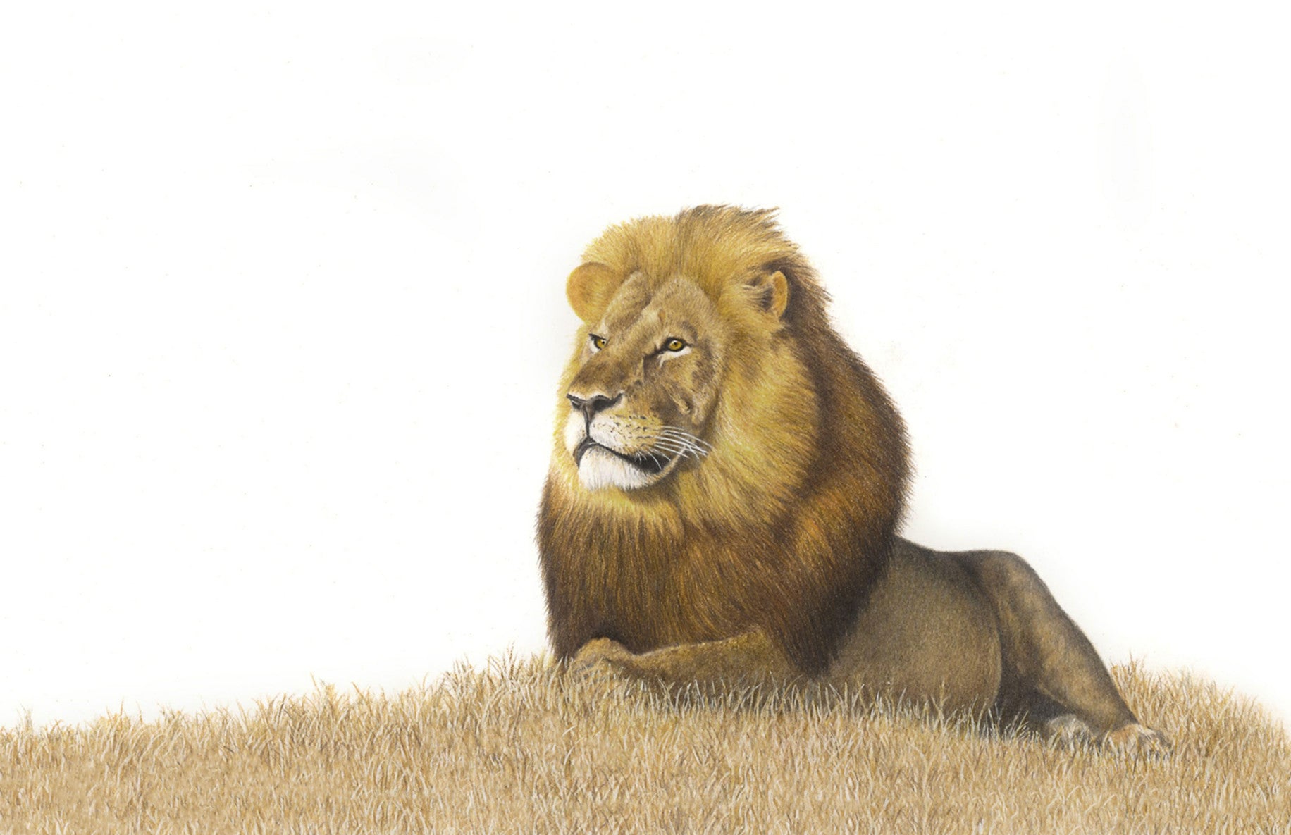 Stretched canvas print on a wooden frame by South African wildlife artist Matthew Bell of a Male Lion