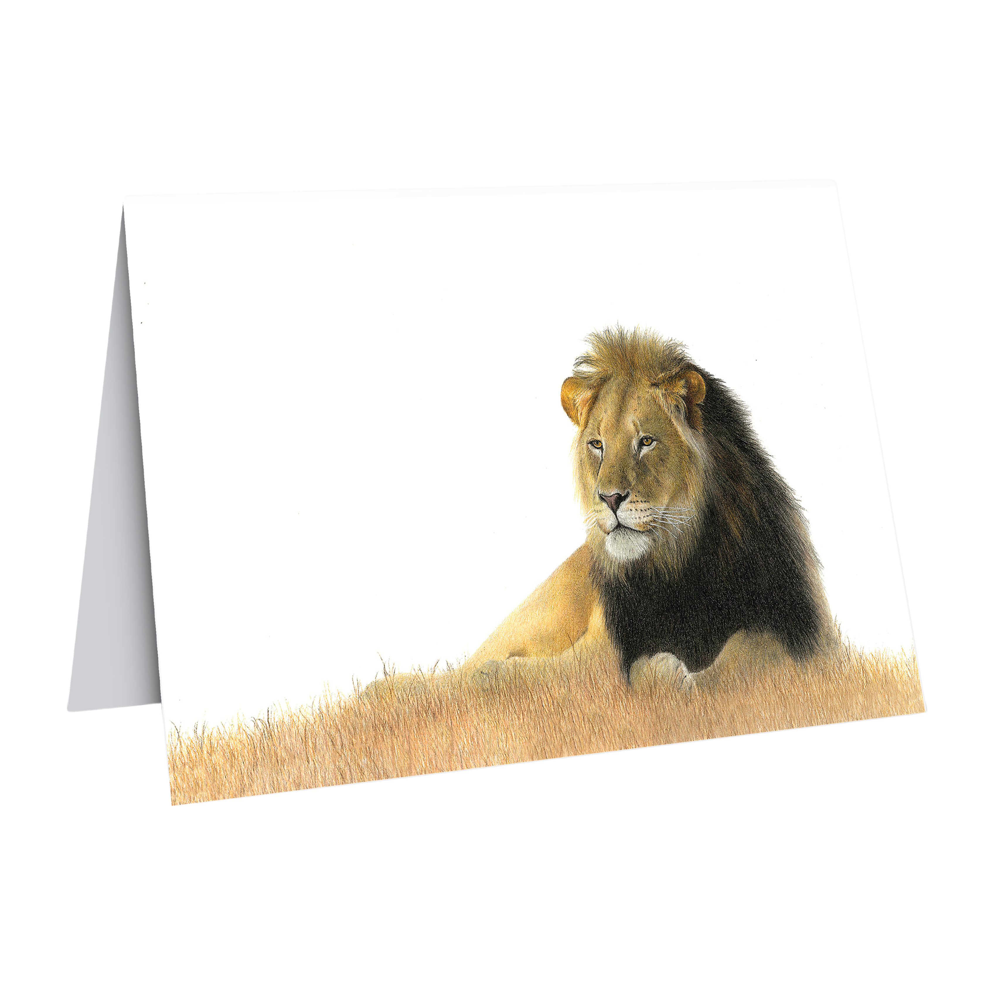 Male Lion in the kalahari gift card by wildlife artist Matthew Bell