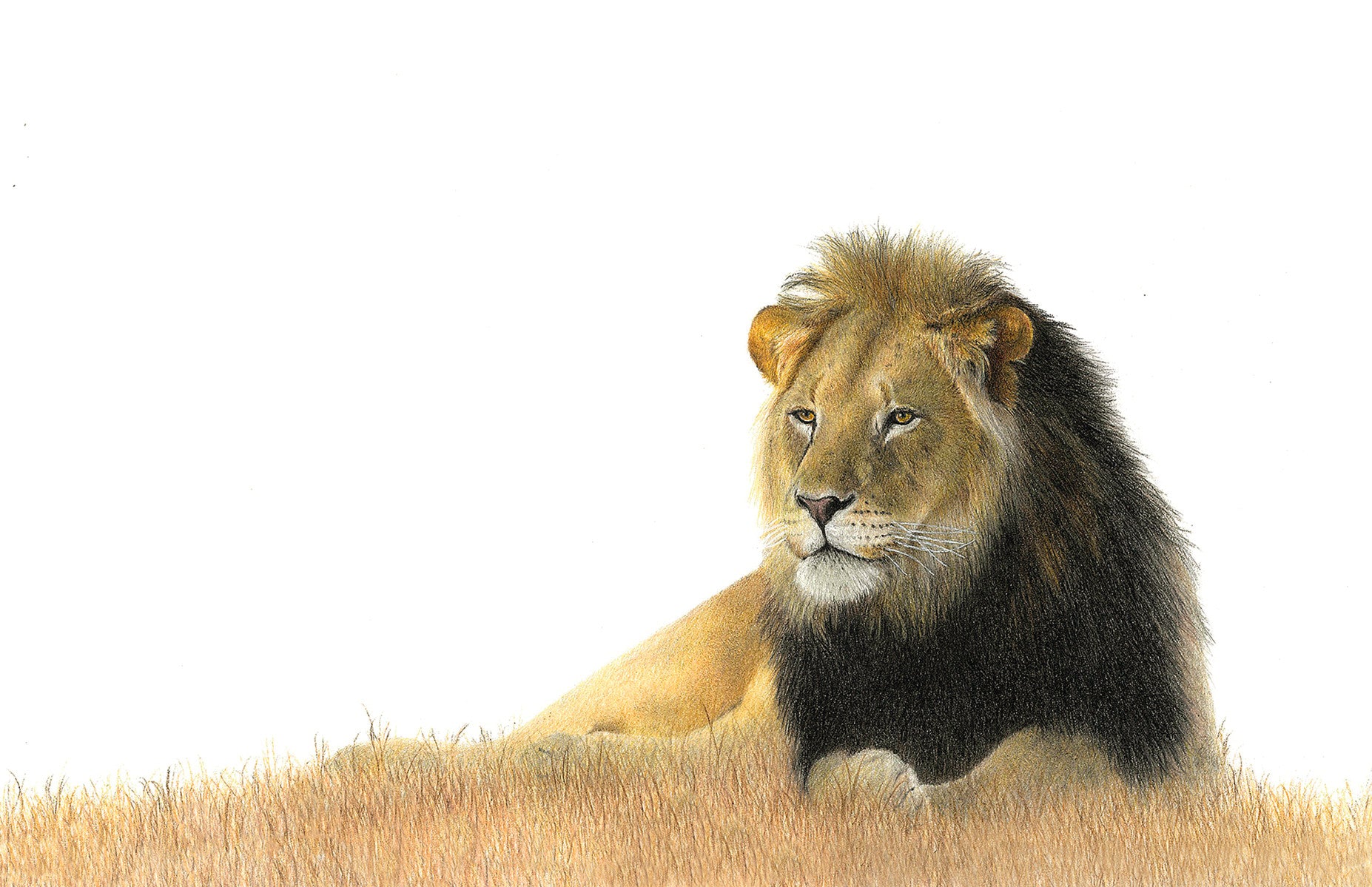 Stretched canvas print on a wooden frame by South African wildlife artist Matthew Bell of a Male Lion