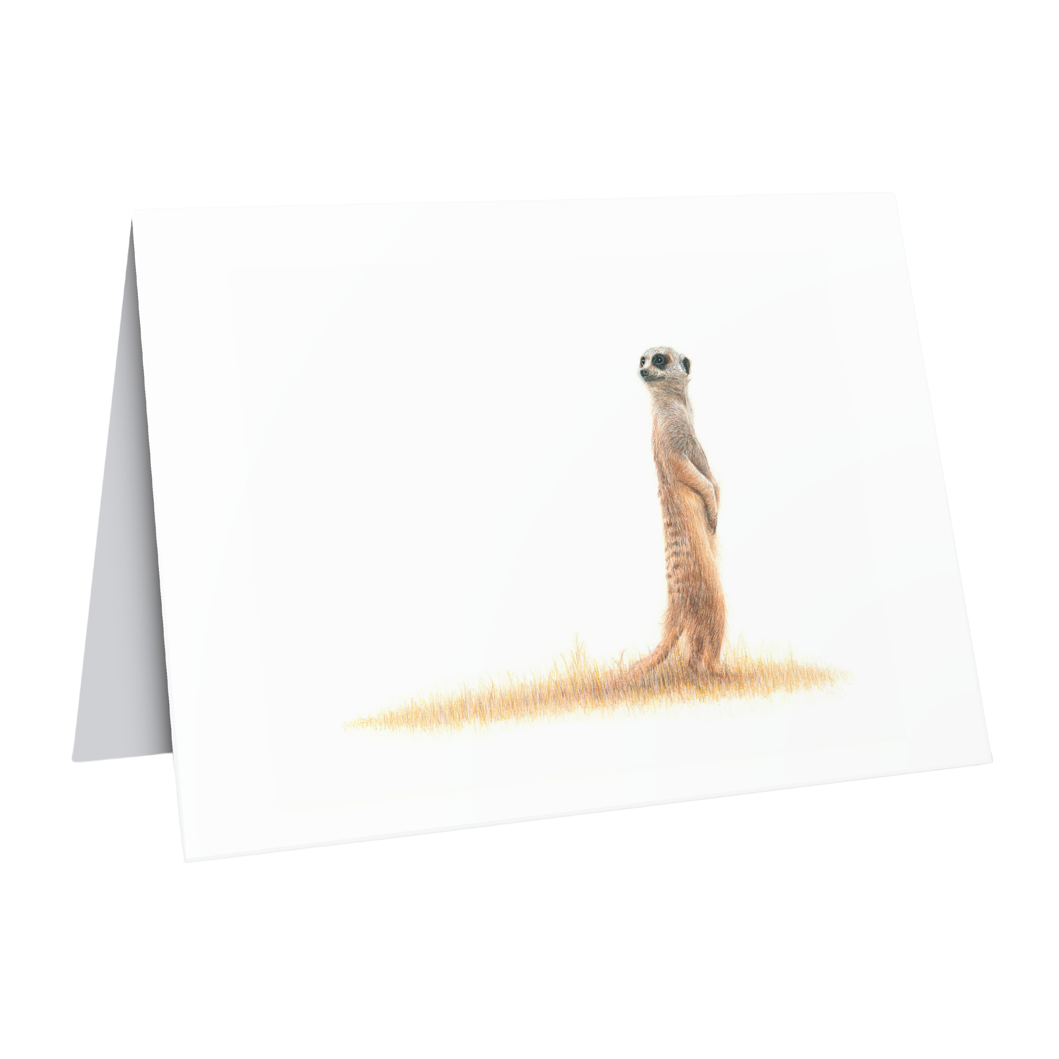 Beautiful fine art South African nature wildlife greeting card of a Meerkat in the Kalahari