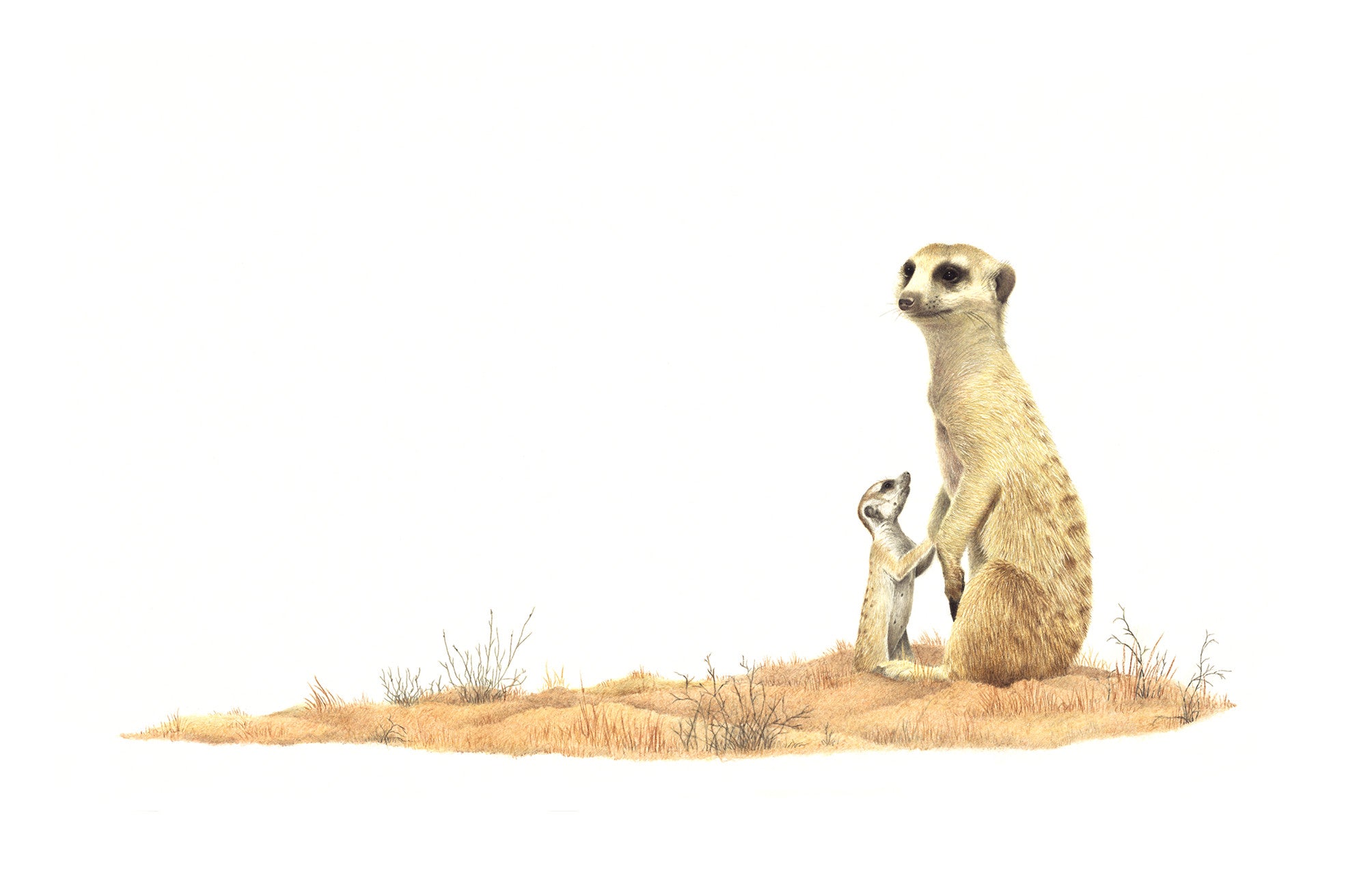 Stretched canvas print on a wooden frame by South African wildlife artist Matthew Bell of a Meerkat mother and baby