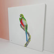 South African bird artwork on canvas, stretched on wooden frame by wildlife artist Matthew Bell of a Narina Trogon