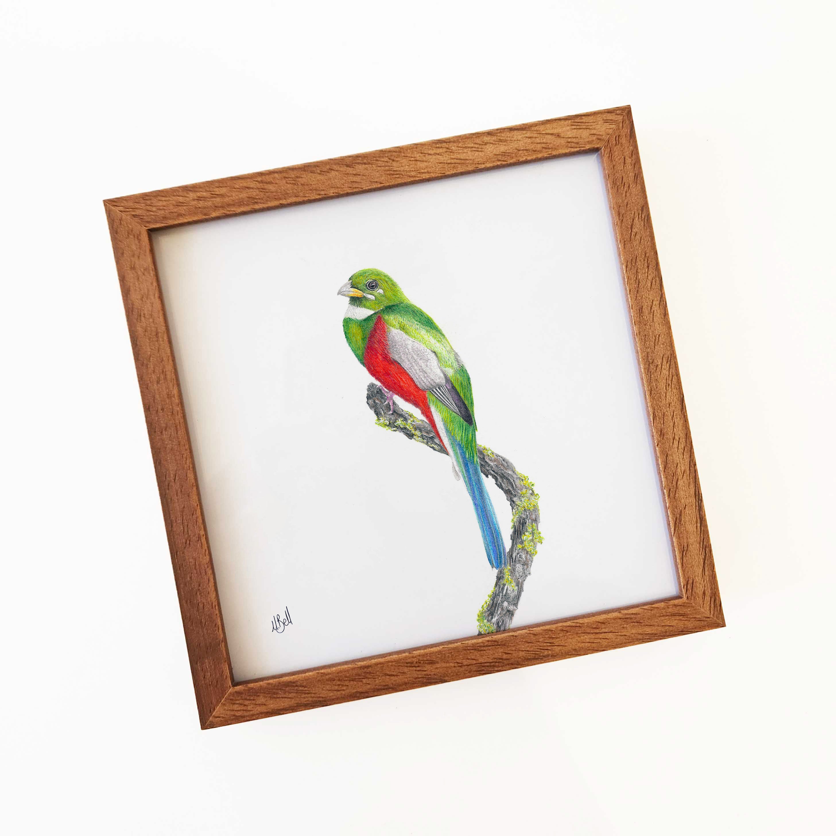 Kiaat wood framed miniature artwork of a Narina Trogon, part of wildlife artist Matthew Bell's birds of South Africa gallery