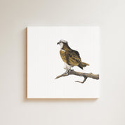 Osprey drawing on canvas by South African wildlife artist Matthew Bell