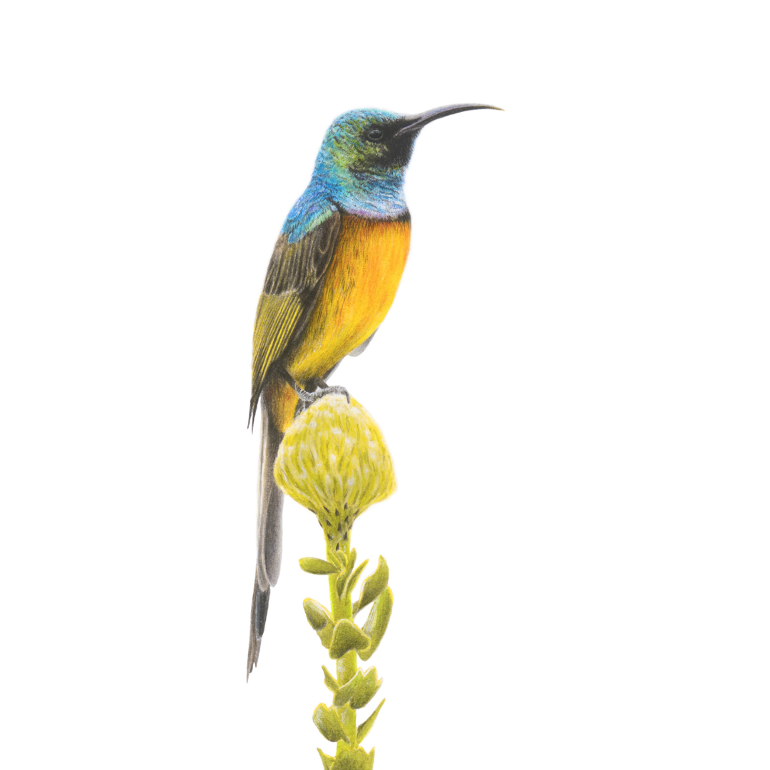 Orange Breasted Sunbird - OBS2 – Matthew Bell Wildlife Art