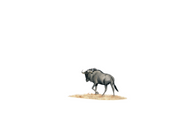 Matthew Bell wildlife artist original artwork of a wildebeest during the migration in Tanzania