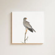 Pale Chanting Goshawk drawing on canvas by South African wildlife artist Matthew Bell