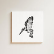 Pied Kingfisher drawing on canvas by South African wildlife artist Matthew Bell