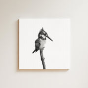 Pied Kingfisher drawing on canvas by South African wildlife artist Matthew Bell