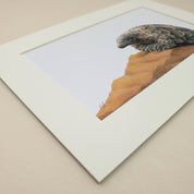 African pangolin artwork painting mounted print