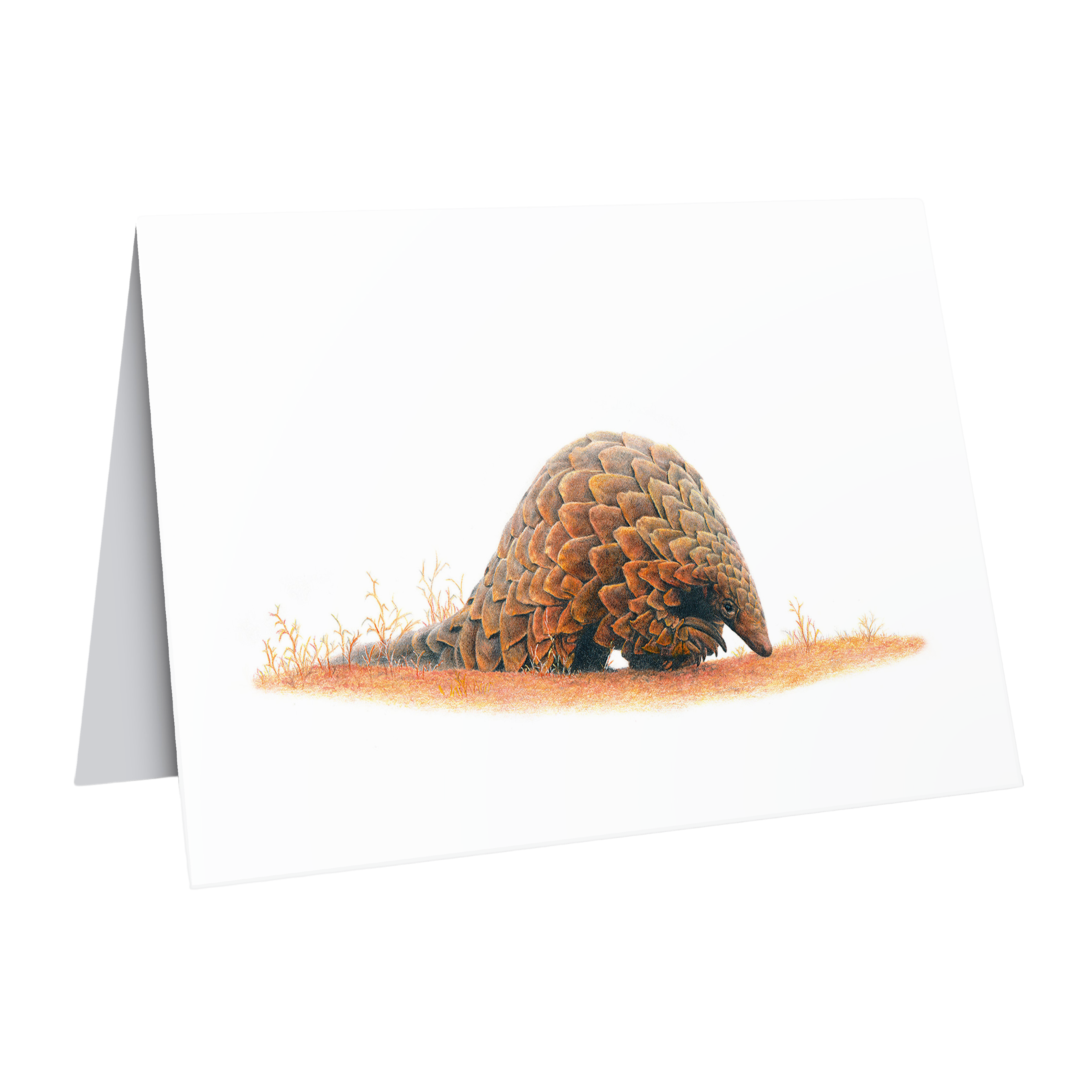 Beautiful fine art South African nature wildlife greeting card of a Pangolin