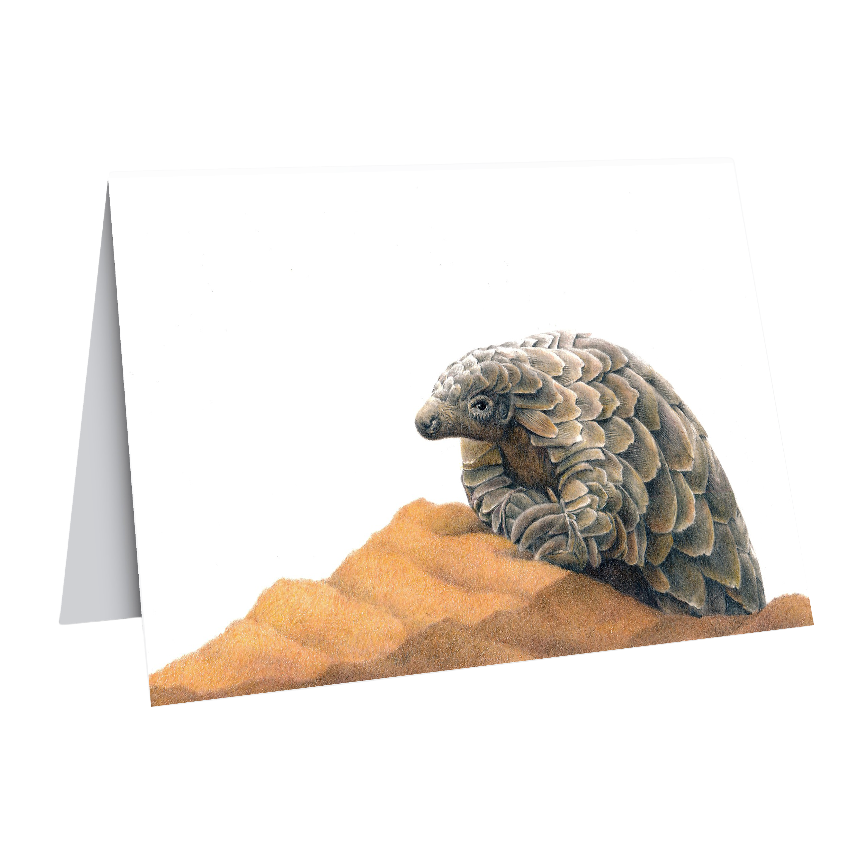 Pangolin nature art by wildlife artist Matthew Bell