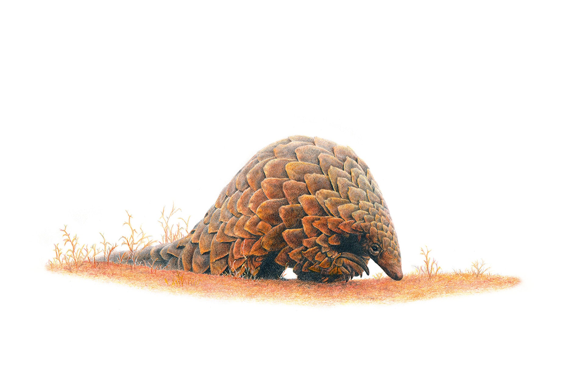 Stretched canvas print on a wooden frame by South African wildlife artist Matthew Bell of a Pangolin