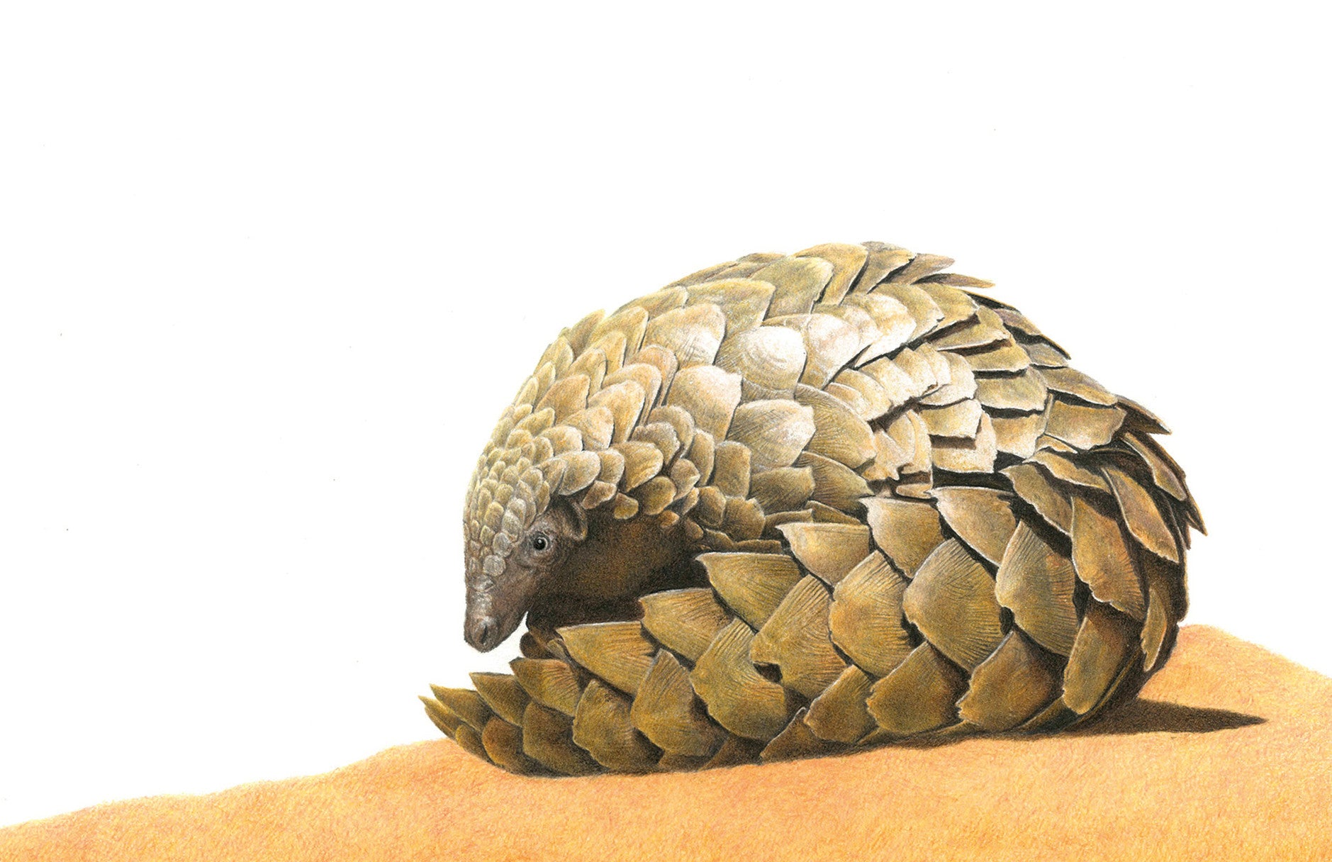 Stretched canvas print on a wooden frame by South African wildlife artist Matthew Bell of a Pangolin
