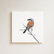 Red Backed Shrike drawing on canvas by South African wildlife artist Matthew Bell