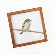 Kiaat wood framed miniature artwork of a Red Fronted Tinkerbird, part of wildlife artist Matthew Bell's birds of South Africa gallery
