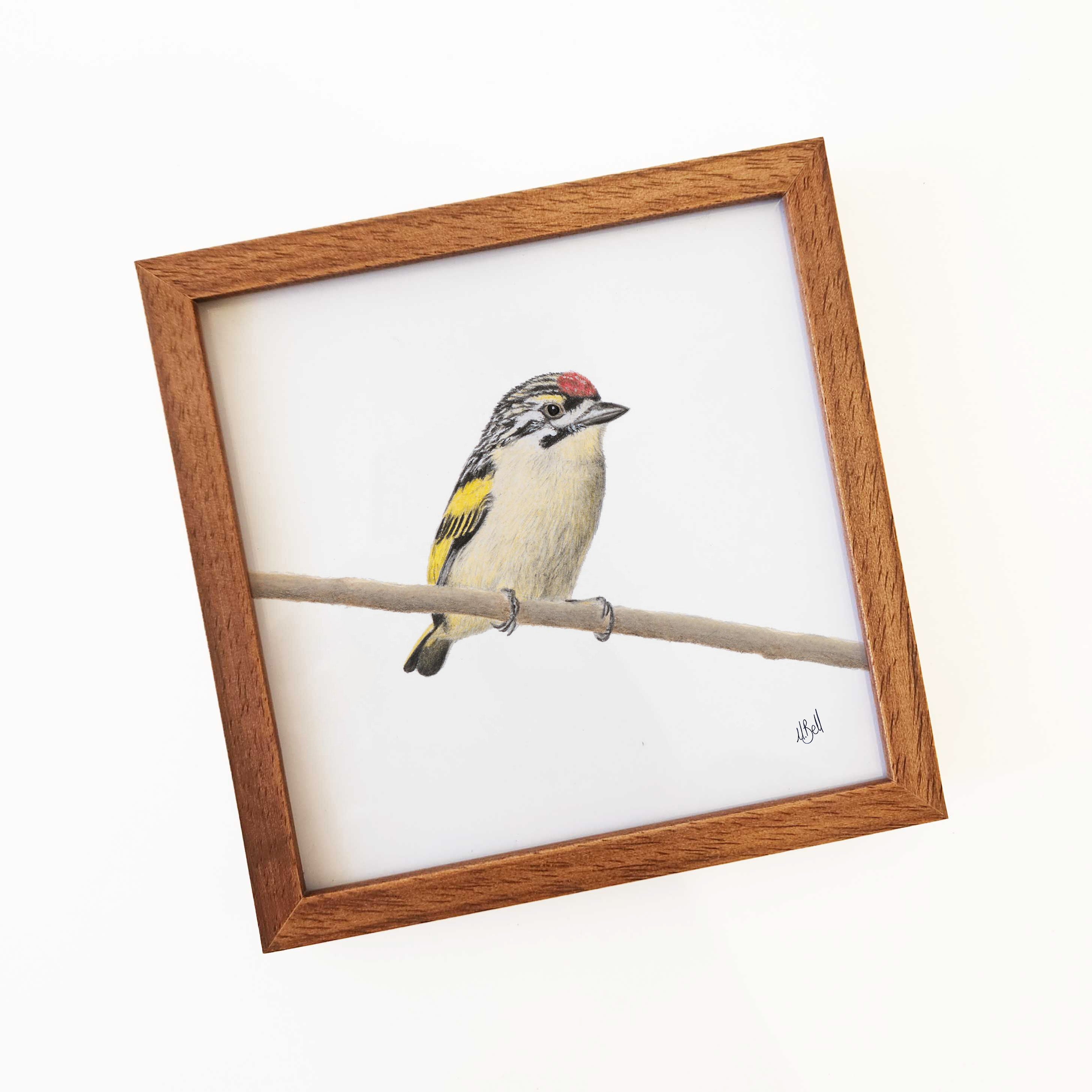 Kiaat wood framed miniature artwork of a Red Fronted Tinkerbird, part of wildlife artist Matthew Bell's birds of South Africa gallery