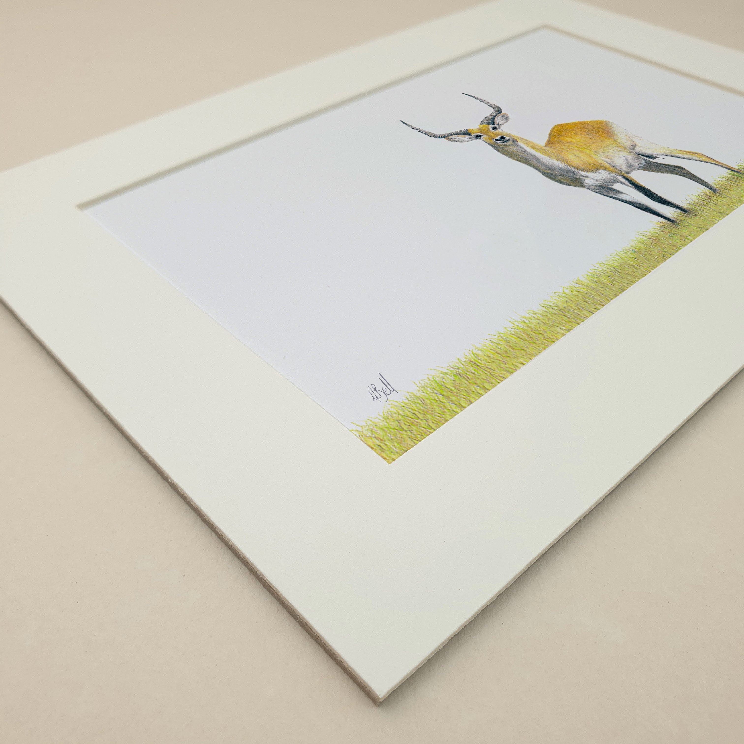 Red Lechwe in the Okavango Delta in Botswana artwork