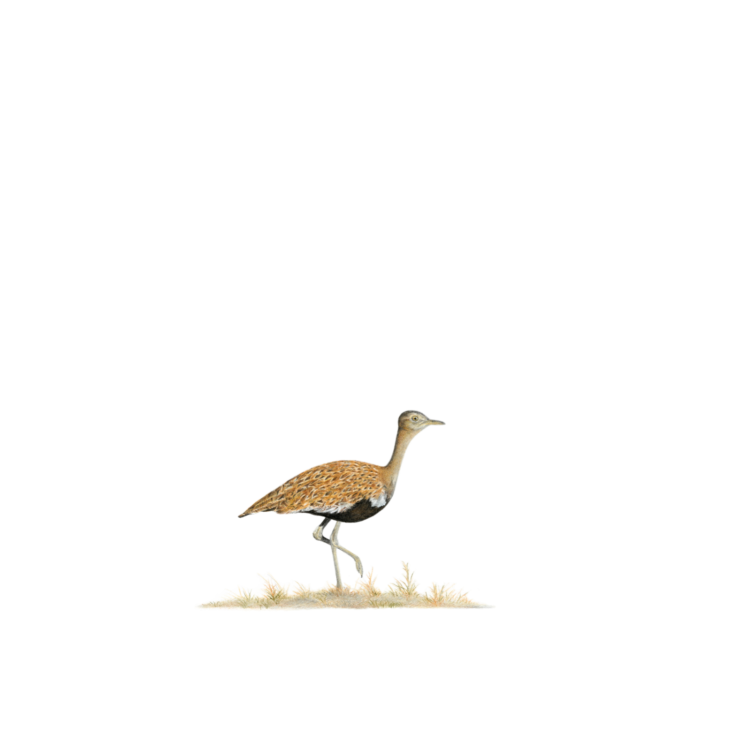 Original South African wildlife art by Matthew Bell of a Red Crested Korhaan