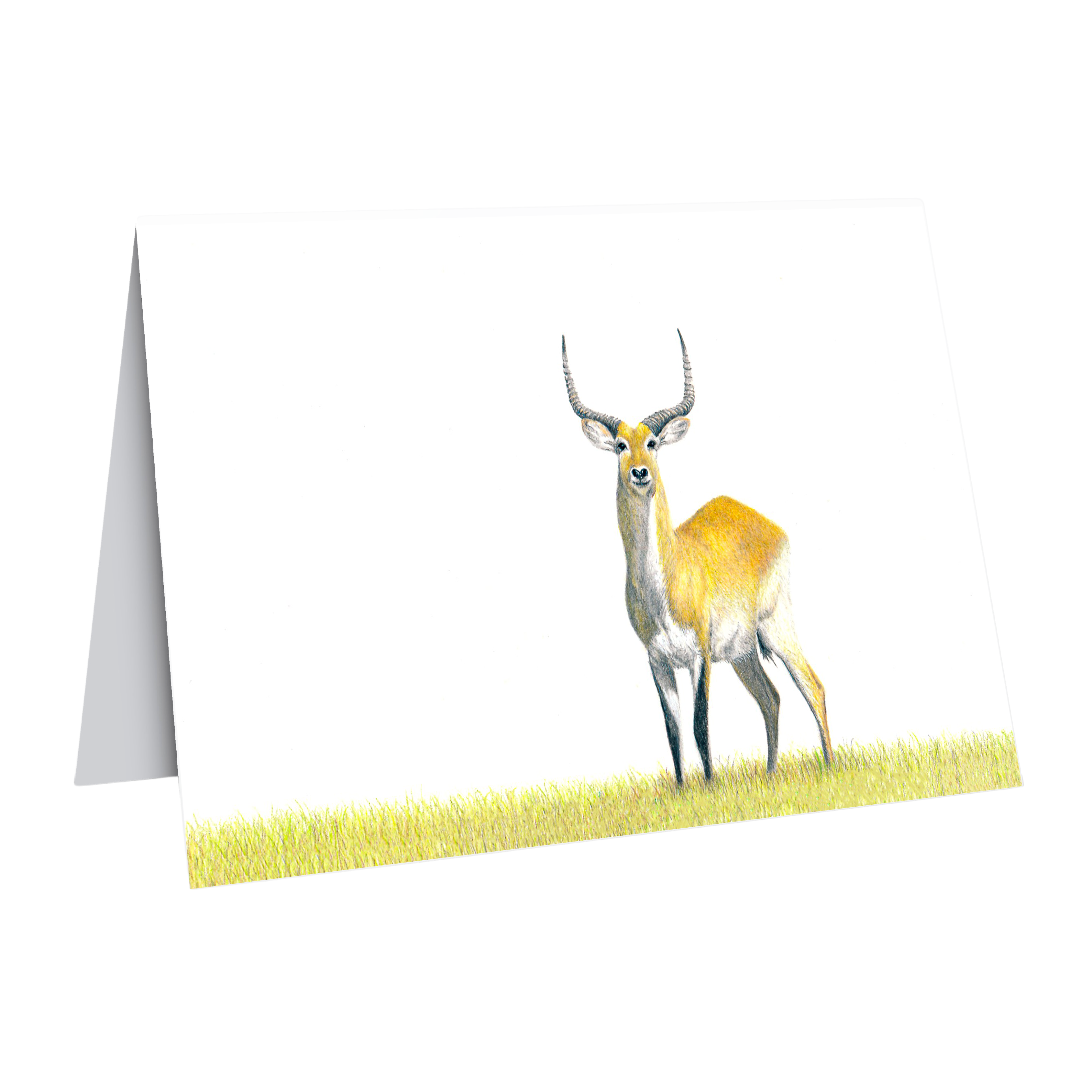 Matthew Bell wildlife art gift card with Red Lechwe antelope