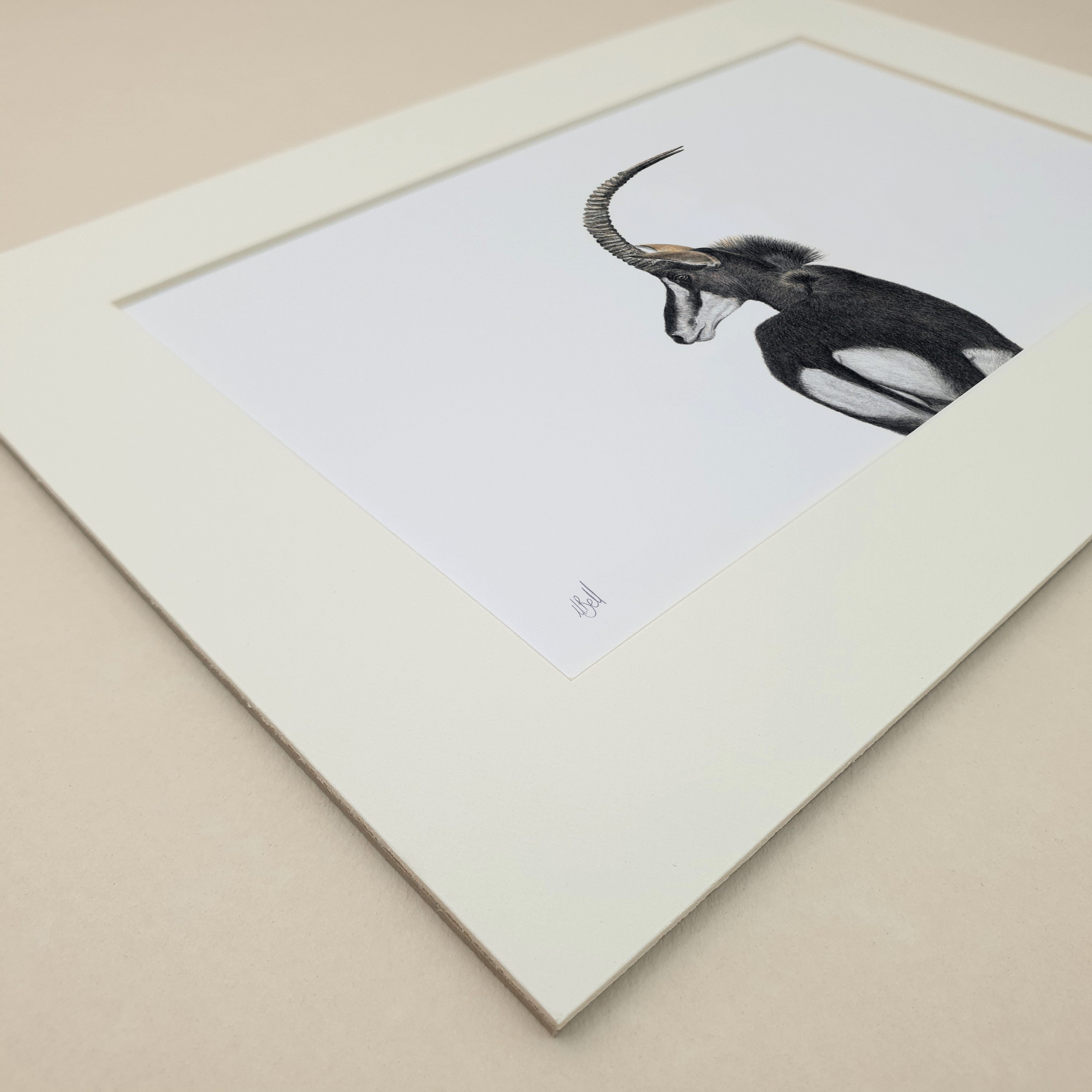 Sable Antelope in the Kruger National Park Lowveld drawing