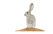 Scrub Hare in the Kalahari bushveld pencil artwork
