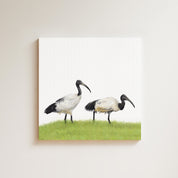 African Sacred Ibis drawing on canvas by South African wildlife artist Matthew Bell