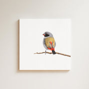 Swee Waxbill drawing on canvas by South African wildlife artist Matthew Bell