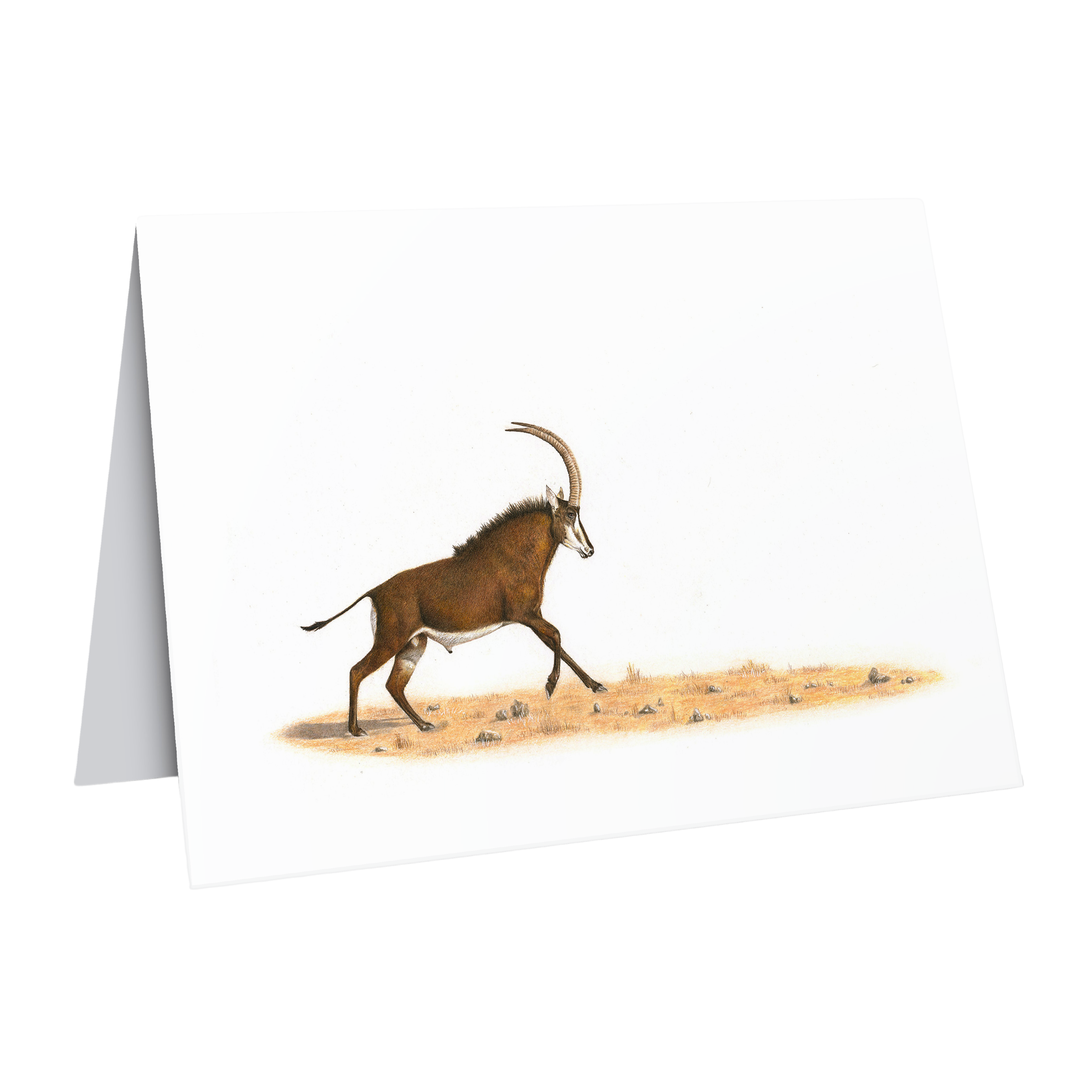 Beautiful fine art South African nature wildlife greeting card of a Sable Antelope