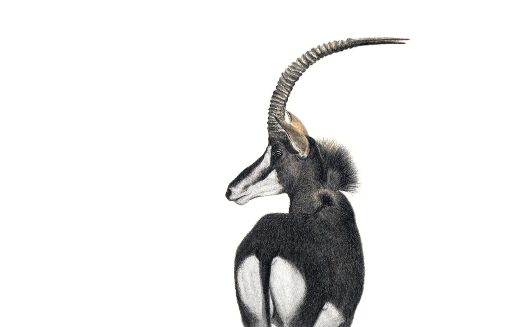 Stretched canvas print on a wooden frame by South African wildlife artist Matthew Bell of a Sable Antelope