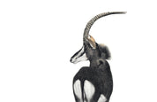 Stretched canvas print on a wooden frame by South African wildlife artist Matthew Bell of a Sable Antelope